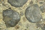 Fossil Brachiopod and Bryozoan Plate - Indiana #270475-1